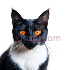 肖像,猫PNG