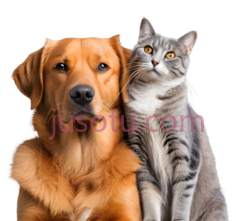 狗,猫,卡通,棕色,灰色PNG
