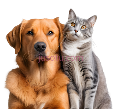 狗,猫,卡通,棕色,灰色, PNG