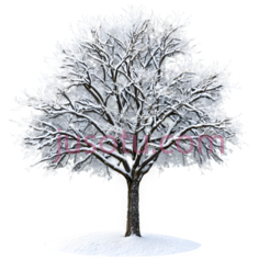 树,冬季,白色PNG