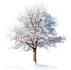 树,冬季雪景,白色PNG