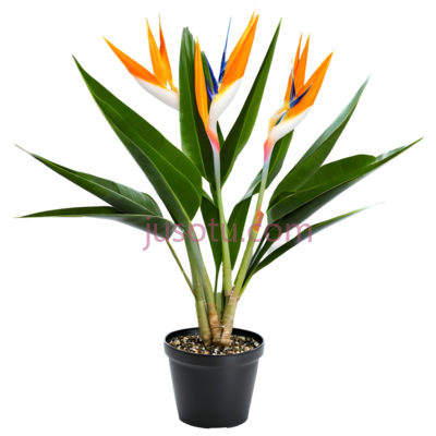 天堂鸟,盆栽植物,绿色叶子,橙色花朵, PNG