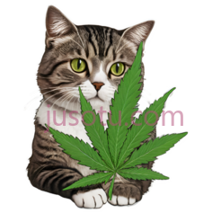 可爱,猫,大麻叶PNG