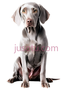 威玛猎犬PNG