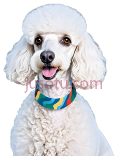 狗,卷毛,白色PNG