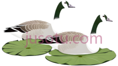 鹅,湖泊,荷叶PNG
