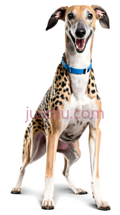 狗,站立,棕色,白色PNG