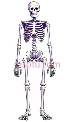 人体骨骼,卡通,白色, PNG