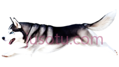 哈士奇,卡通,白色PNG