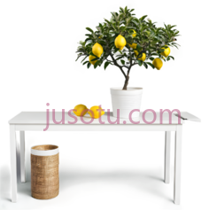 柠檬树,花盆, PNG