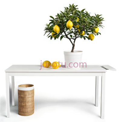 柠檬树,花盆, PNG