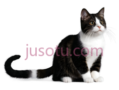 猫,坐姿,黑白相间PNG