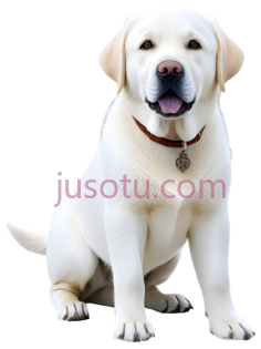 狗,坐着,白色PNG