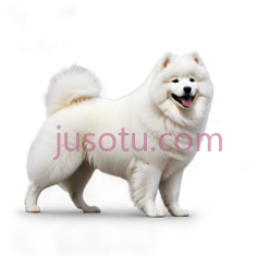 萨摩耶犬,站立,白色PNG