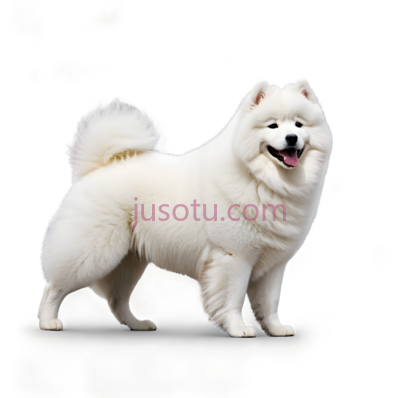 萨摩耶犬,站立,白色, PNG