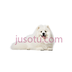 毛茸茸狗PNG