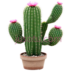 仙人掌,盆栽植物,绿色PNG