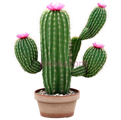 仙人掌,盆栽植物,绿色, PNG