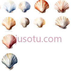 贝壳,自然,白色PNG