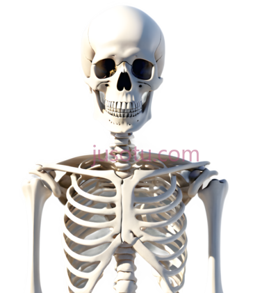 骨骼, PNG