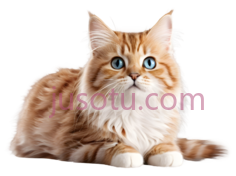 猫,坐着,橙色PNG