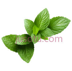 薄荷,叶子PNG
