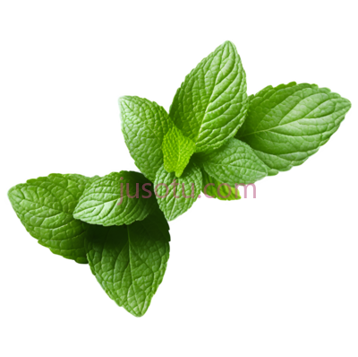 薄荷,叶子, PNG