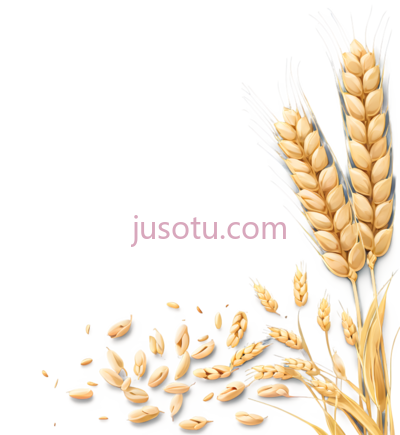 麦穗,插画,黄色, PNG