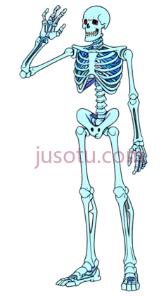 骨骼, PNG