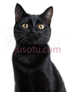 猫,纯色,黑色PNG