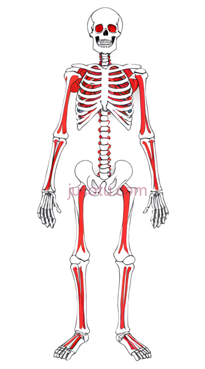骨骼,人像, PNG