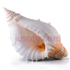 贝壳,沙滩PNG