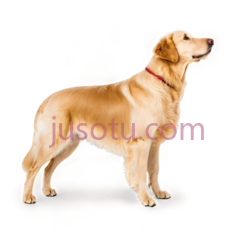 狗,站立,黄色PNG