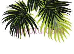 绿叶, PNG