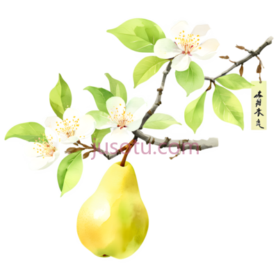 梨花,水彩画,白色,绿色,黄色, PNG