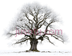 树,冬季,白色PNG