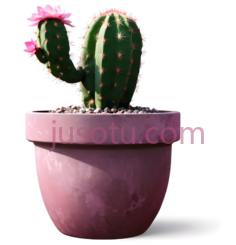 仙人掌,花盆,粉色PNG
