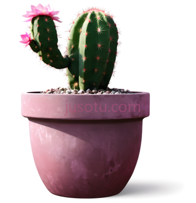 仙人掌,花盆,粉色, PNG