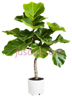 植物,盆栽,绿色, PNG