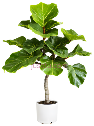 植物,盆栽,绿色, PNG