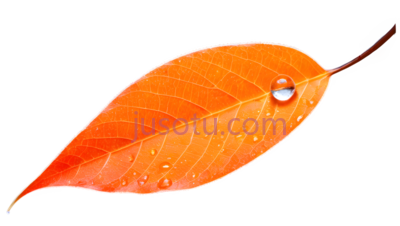 叶子,自然,橙色, PNG