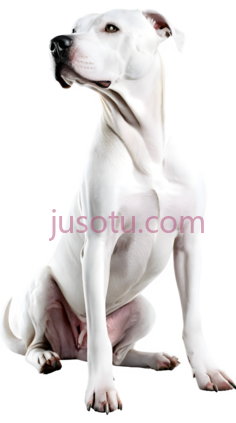 狗,坐姿,白色PNG