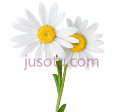 向日葵,叶片, PNG