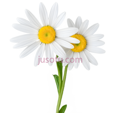 向日葵,叶片, PNG