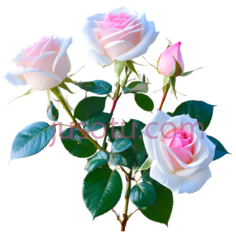 玫瑰,自然,粉色PNG