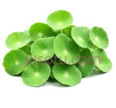 荷叶,自然,绿色PNG