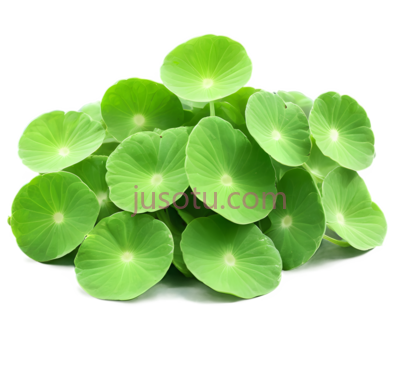 荷叶,自然,绿色, PNG
