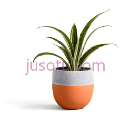 植物,现代,橙色,灰色PNG