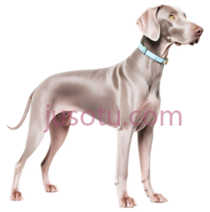威玛猎犬PNG