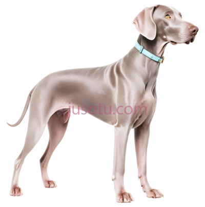 威玛猎犬, PNG